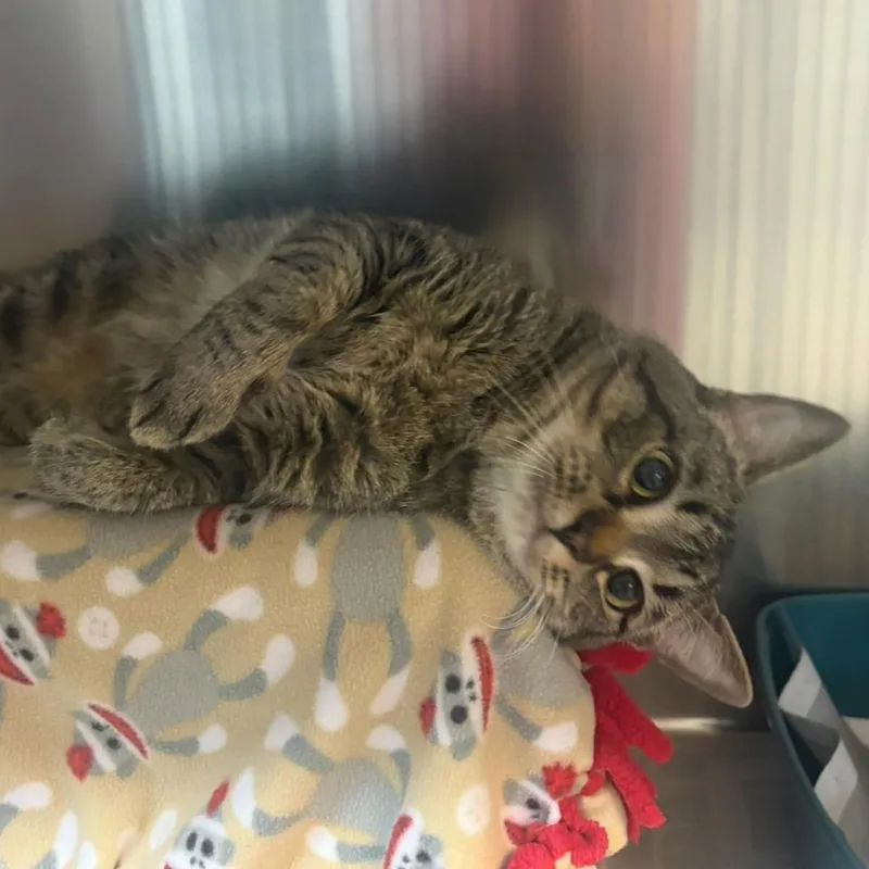 Freddy Purrcury thumbnail 3
