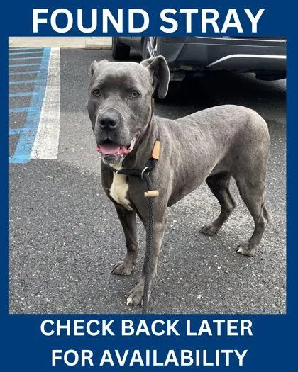 An adult large-sized female Mixed Breed dog named Lizzy for adoption in Hamilton, NJ
