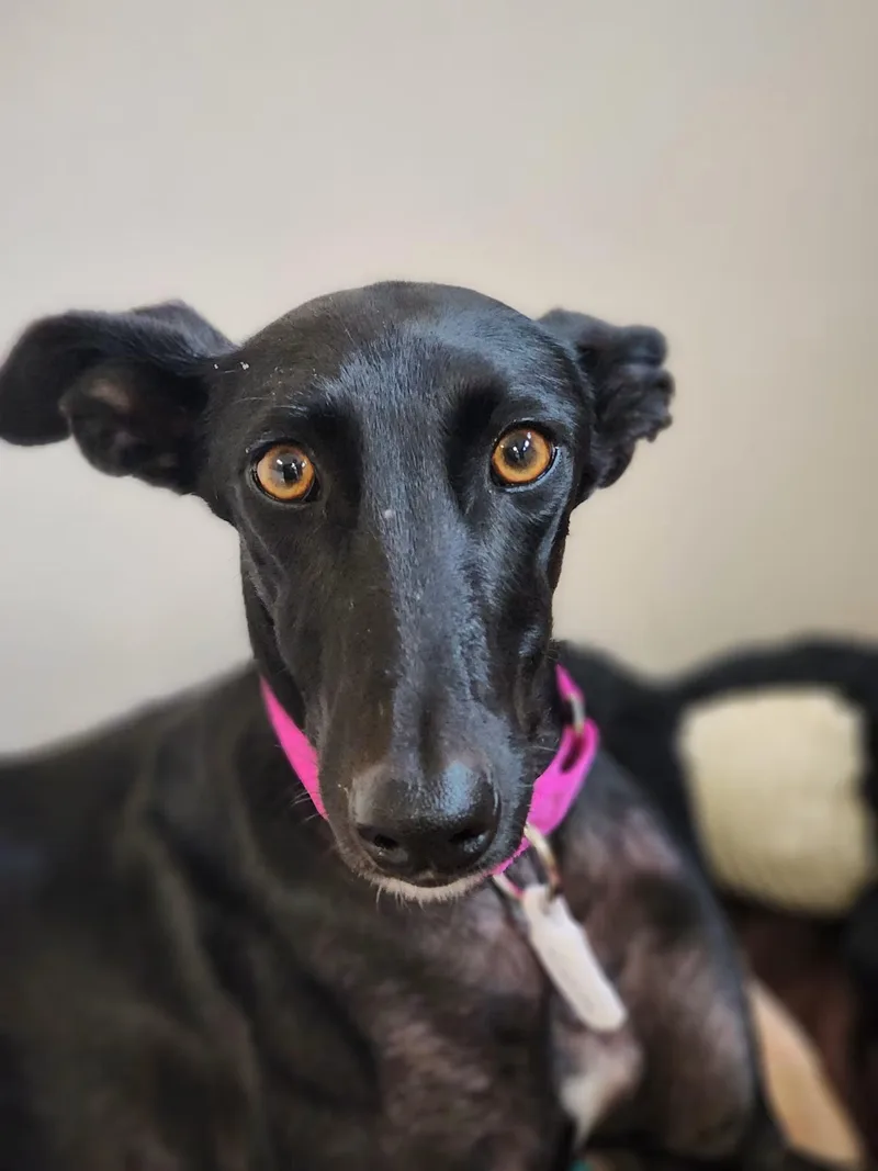 An adult medium-sized female Black Galgo Spanish Greyhound dog named Ligera for adoption in Sterling Heights, MI