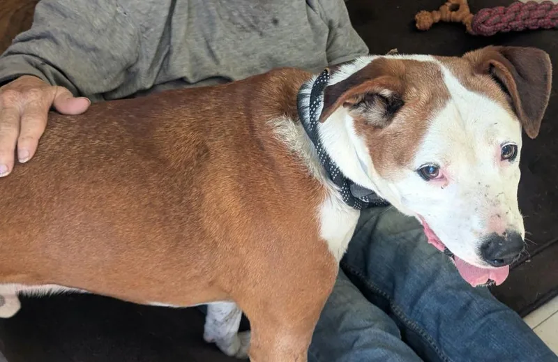 A senior medium-sized male Boxer dog named Dino for adoption in Waverly, TN