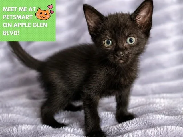A baby small-sized male Domestic Short Hair cat named Taz for adoption in Fort Wayne, IN