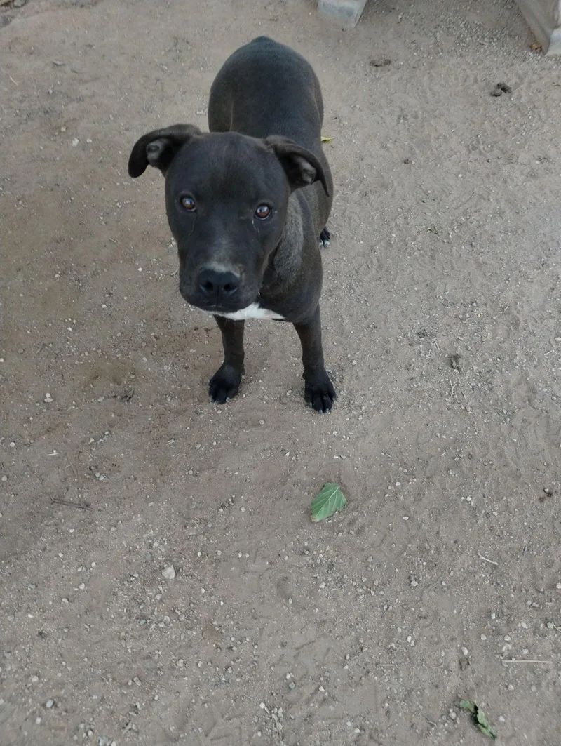 Brad Pitt thumbnail 4