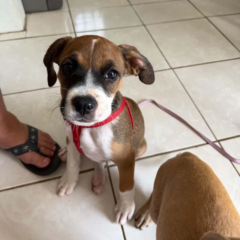 A baby medium-sized male Mixed Breed dog named Benny for adoption in ISABELA, PR
