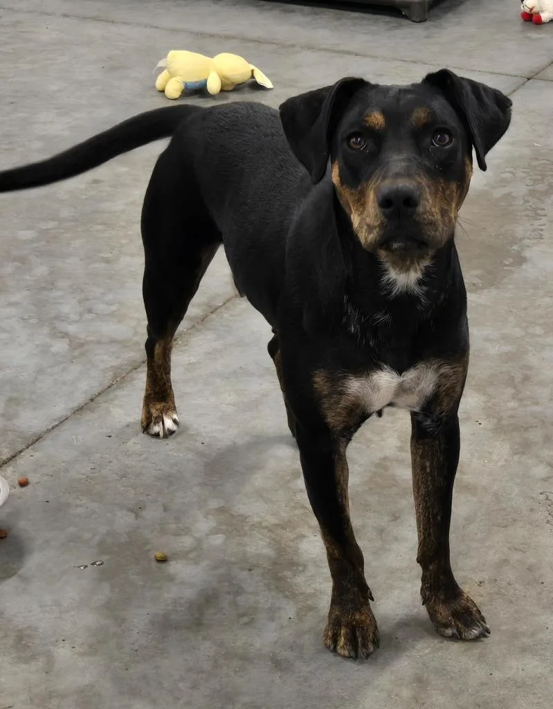 A young medium-sized female Retriever dog named Roxie for adoption in Sandusky, OH