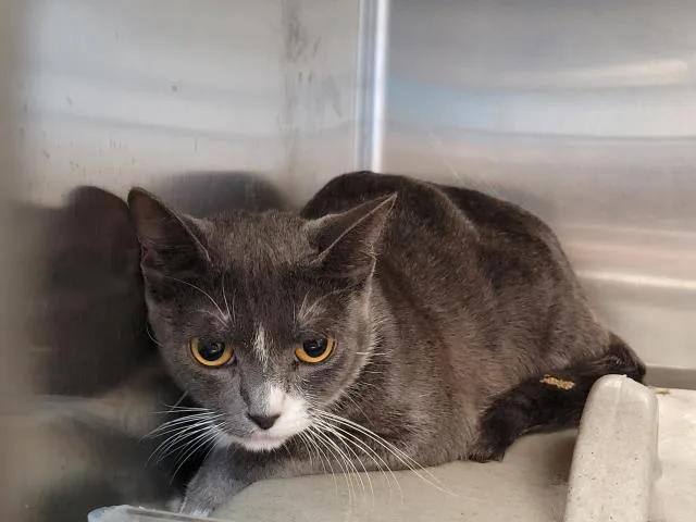 A baby large-sized female Domestic Short Hair cat named Gayle for adoption in San Pedro, CA