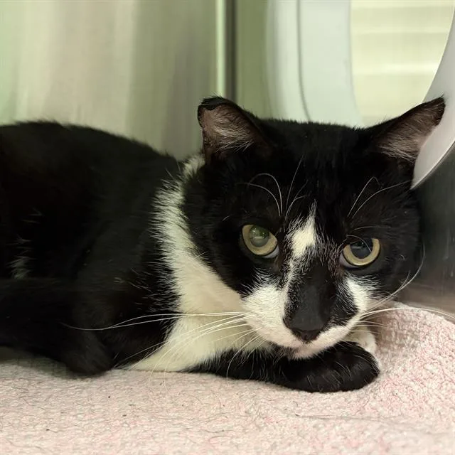 A young small-sized male Domestic Short Hair cat named Watson for adoption in Centerville, MA