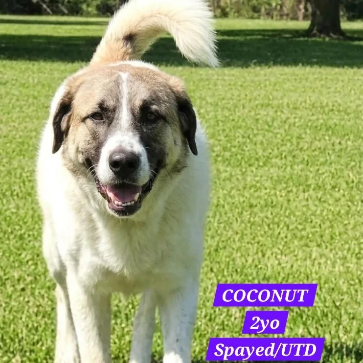 A young large-sized female White / Cream Labrador Retriever dog named Miss Coconut for adoption in Athens, AL