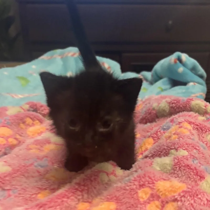 A baby small-sized female Black Domestic Short Hair cat named Puck for adoption in Pauls Valley, OK