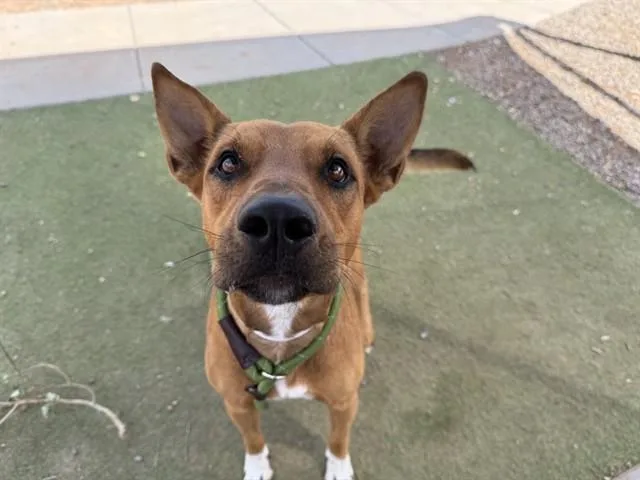 A young large-sized male Carolina Dog dog named Burger for adoption in Phoenix, AZ