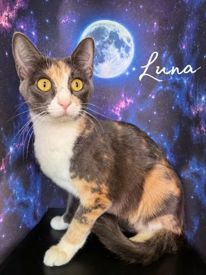 An adult small-sized female Domestic Short Hair cat named Luna for adoption in Morton Grove, IL