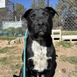 A young large-sized male Black Labrador Retriever dog named Andy for adoption in Flagstaff, AZ