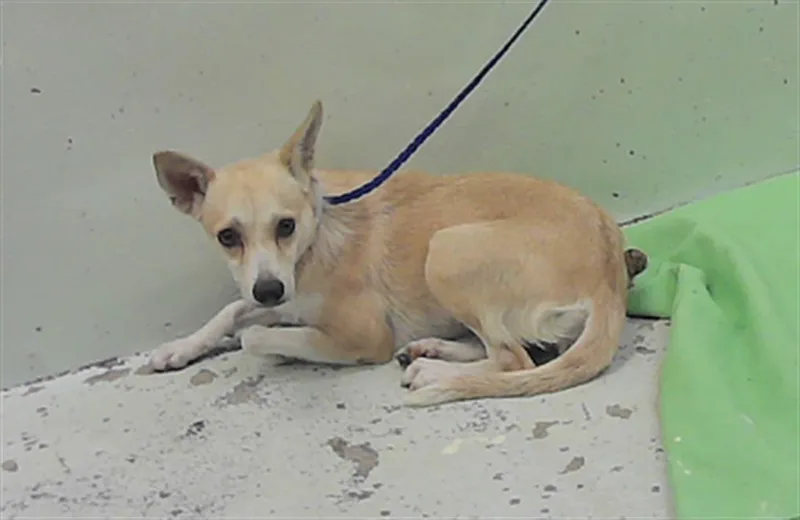 A young medium-sized female Chihuahua dog named Chiqui for adoption in Houston, TX