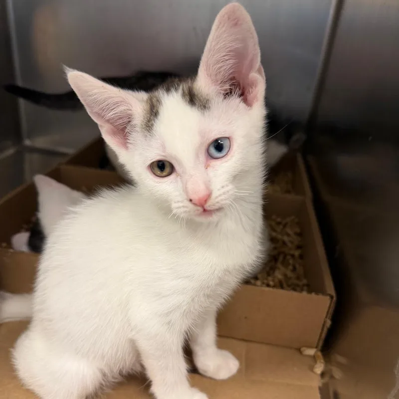 A baby small-sized female White Domestic Short Hair cat named Garlic Knot for adoption in Philadelphia, PA
