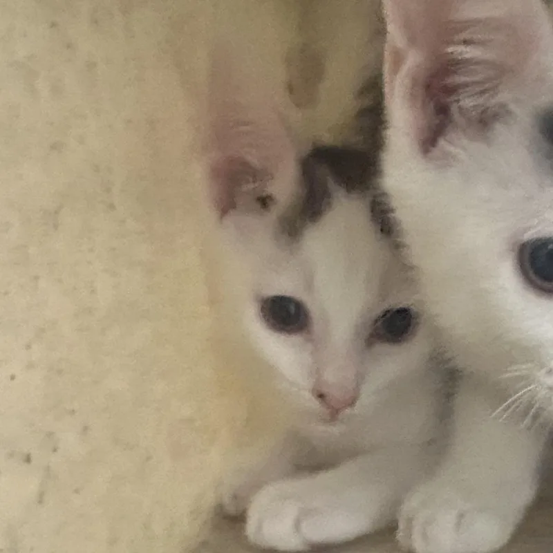 Garlic Knot thumbnail 2