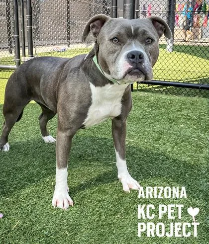 A young large-sized female Gray / Blue / Silver Pit Bull Terrier dog named Arizona for adoption in Kansas City, MO
