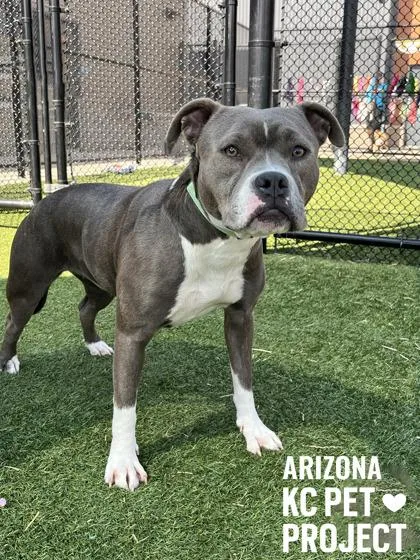Arizona thumbnail 3