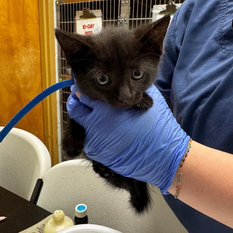 A baby small-sized male Black Domestic Short Hair cat named Dark for adoption in Birdsboro, PA