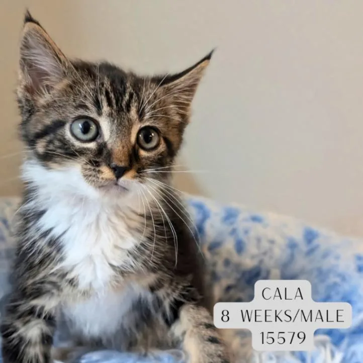 Cala