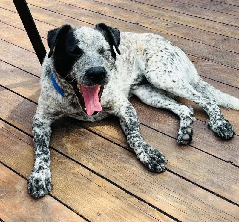 An adult medium-sized male Australian Cattle Dog / Blue Heeler dog named Rocket for adoption in Evergreen, CO