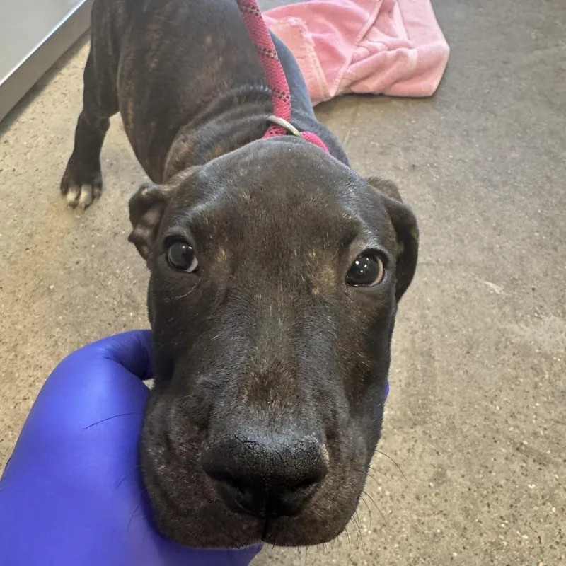 A baby small-sized male Black Mixed Breed dog named Pabu for adoption in Las Cruces, NM