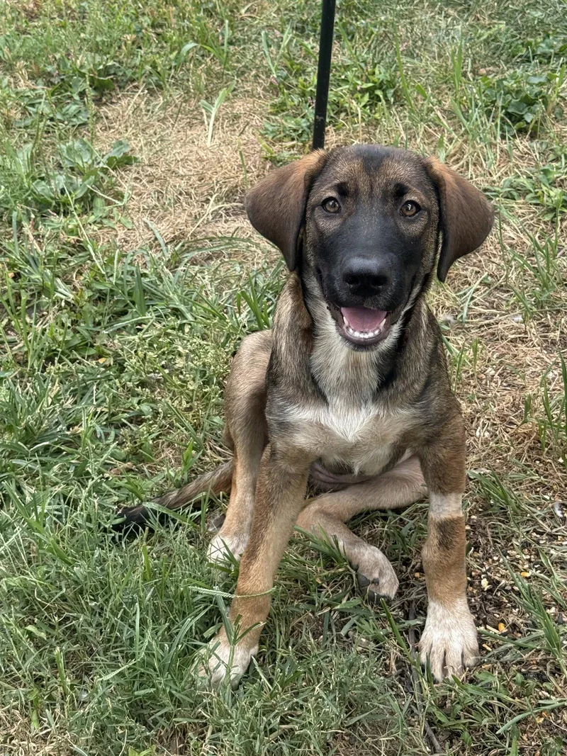 A baby large-sized female Australian Cattle Dog / Blue Heeler dog named Dolly Parton for adoption in Fenton, MO