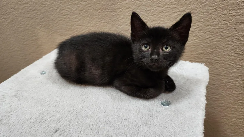 A baby medium-sized male Black Domestic Short Hair cat named Mr. Man for adoption in Fort Worth, TX
