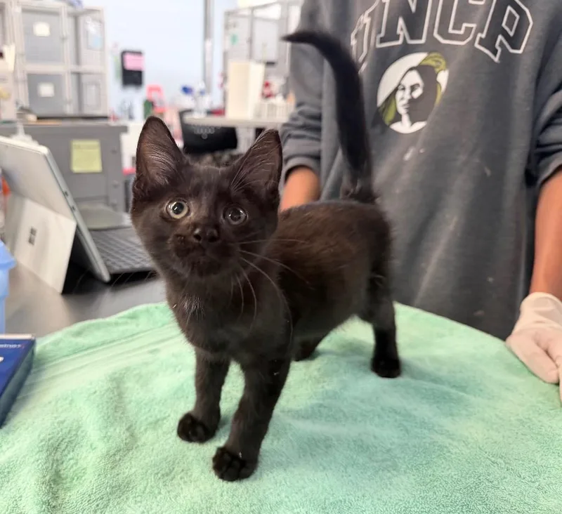 A baby medium-sized male Domestic Short Hair cat named Tread for adoption in Raleigh, NC
