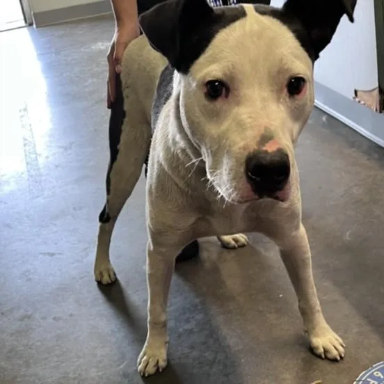 A young large-sized male Pit Bull Terrier dog named Cheeto for adoption in Los Angeles, CA