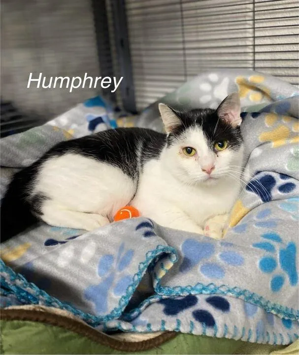 Humphrey thumbnail 3