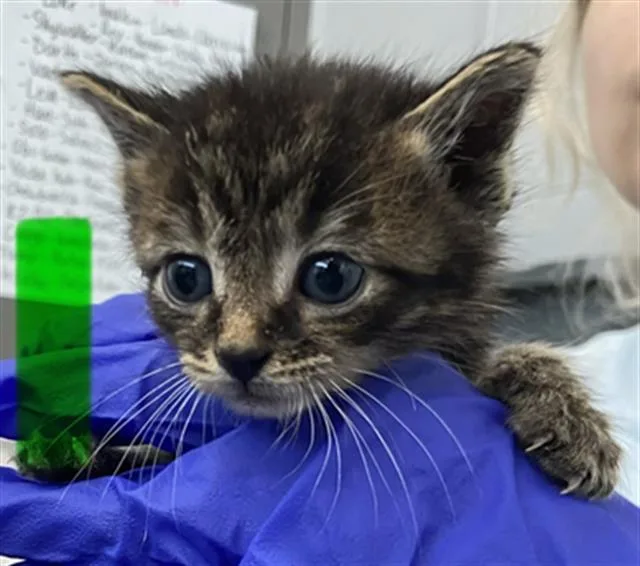 A baby medium-sized male Domestic Short Hair cat named Anakin for adoption in Dallas, TX