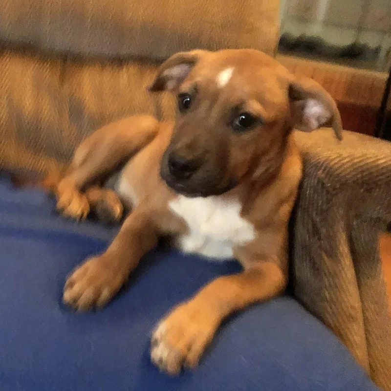 A baby medium-sized female Labrador Retriever dog named Betty for adoption in Locust Fork, AL