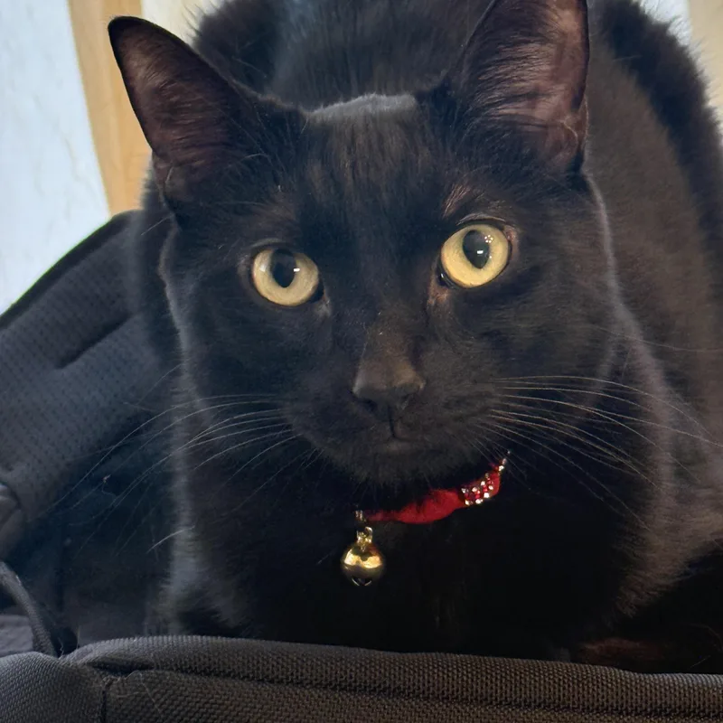 A young medium-sized male Black Domestic Short Hair cat named Mocha for adoption in Houston, TX