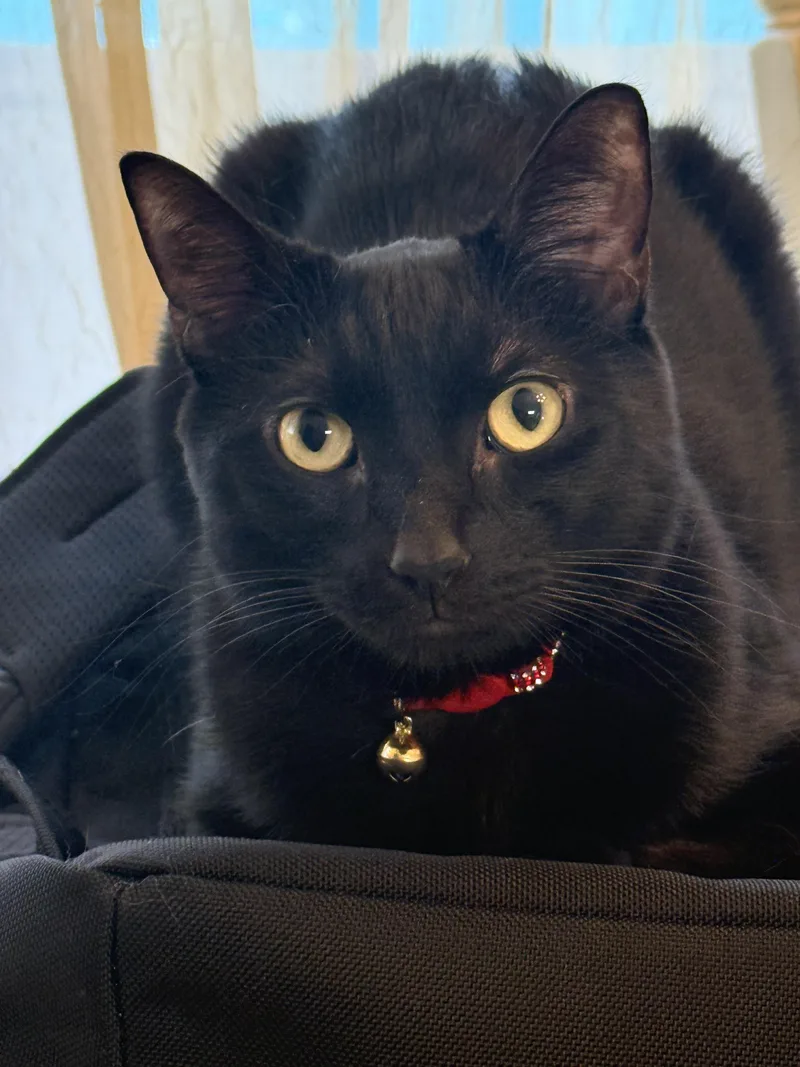 Mocha thumbnail 3