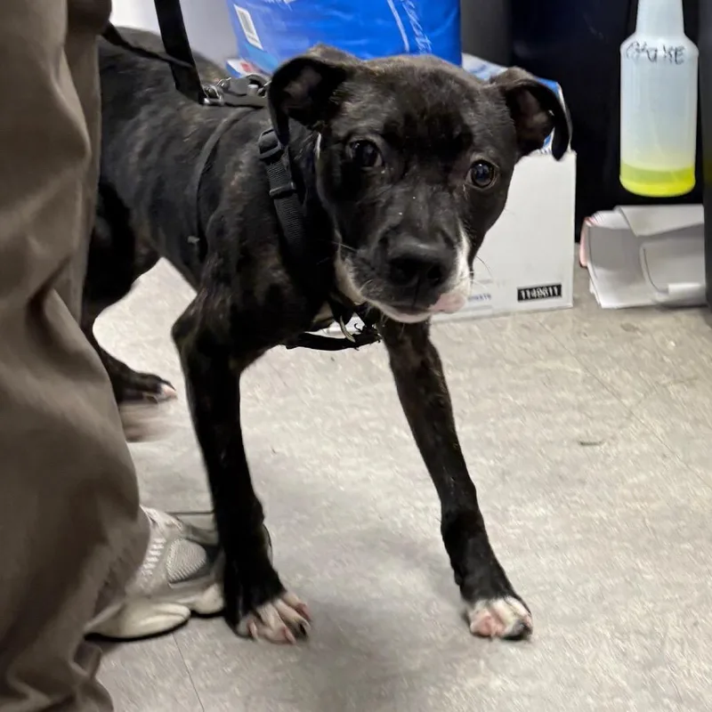 A baby small-sized female Black Mixed Breed dog named Velma for adoption in Philadelphia, PA