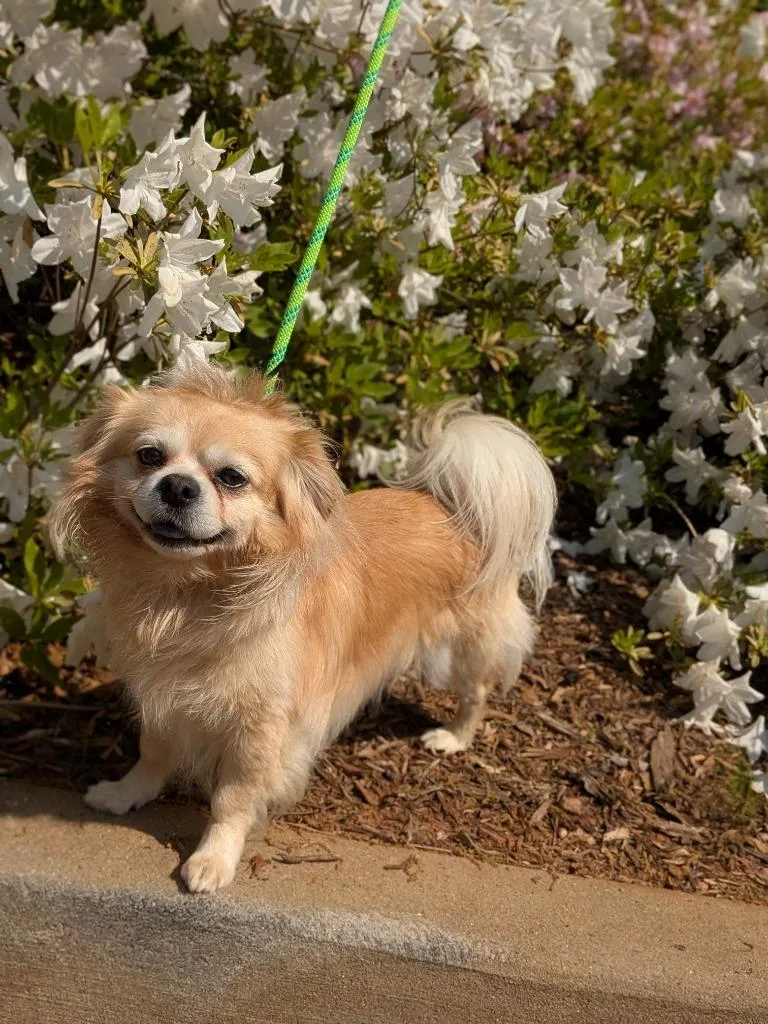 An adult medium-sized male Pekingese dog named Bobby for adoption in Madison, GA