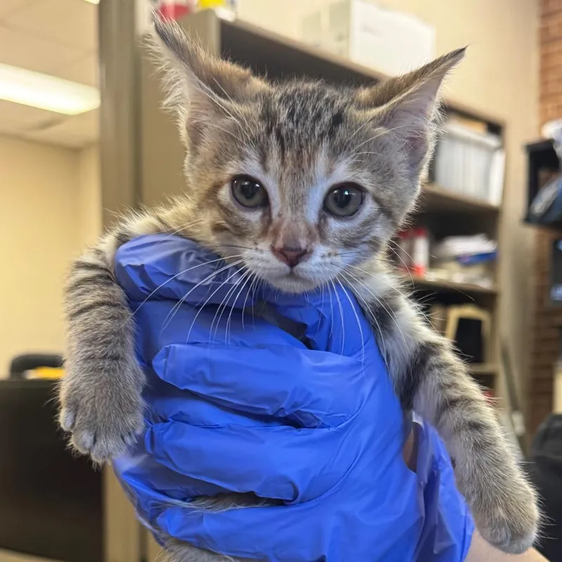 A baby small-sized female Brown / Chocolate Domestic Short Hair cat named Cove for adoption in Birmingham, AL