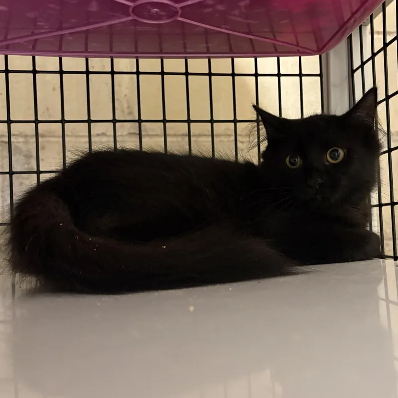 A young medium-sized female Black Domestic Long Hair cat named Lizzie for adoption in Monticello, GA