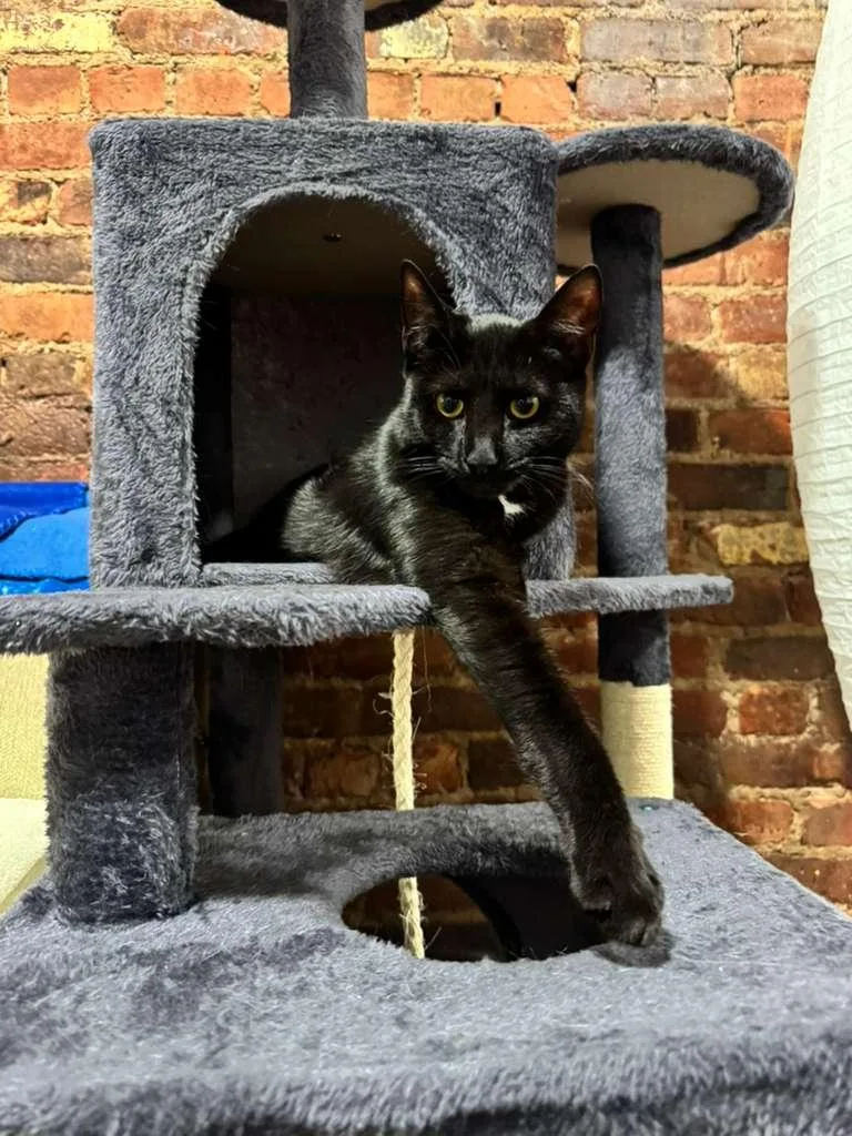 An adult medium-sized female Black Domestic Short Hair cat named Arya for adoption in Brooklyn, NY
