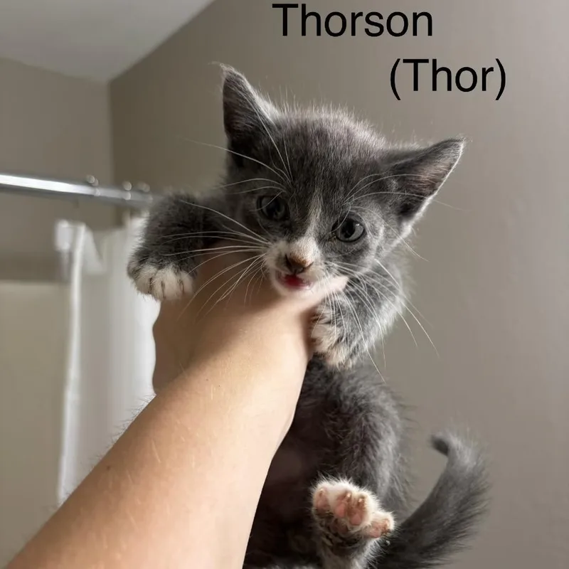 A baby small-sized male Brown / Chocolate Domestic Short Hair cat named Thorson for adoption in Buffalo, MN