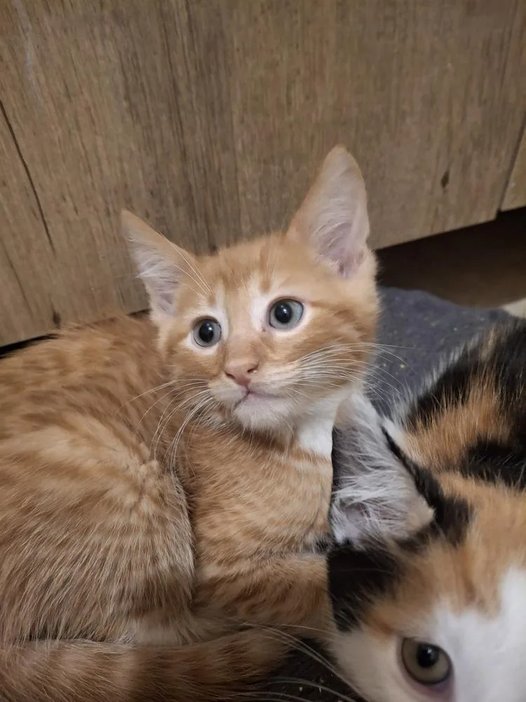 A baby small-sized male Domestic Short Hair cat named Archie S. for adoption in Peoria, IL