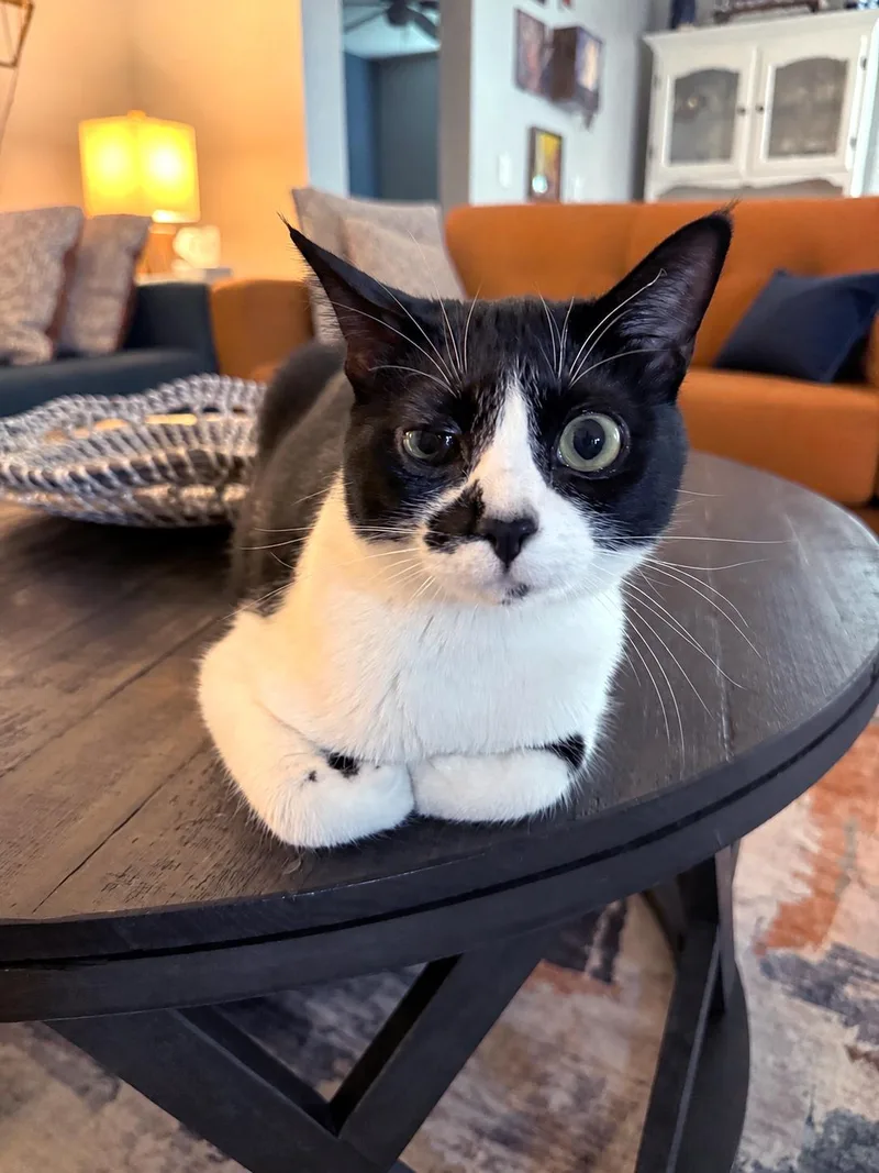 A young medium-sized female Black & White / Tuxedo Domestic Short Hair cat named Bella for adoption in Lake Monroe, FL