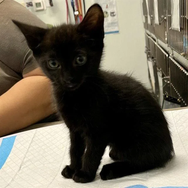 A baby small-sized male Black Domestic Short Hair cat named Flounder for adoption in Tavares, FL