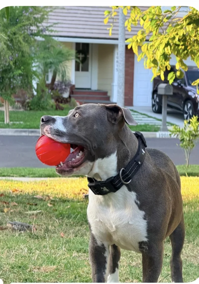Kona thumbnail 3