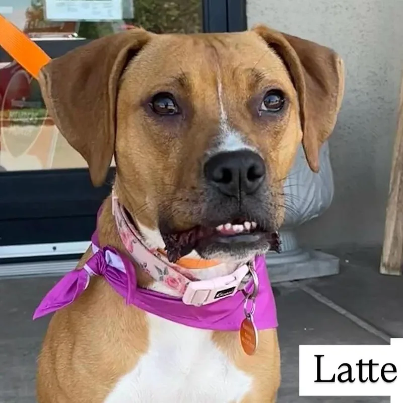 Latte thumbnail 3