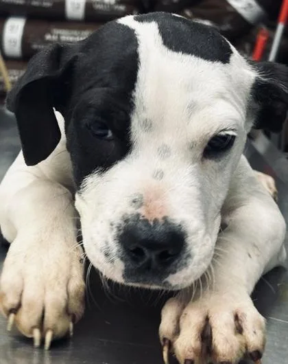 A baby small-sized male Mixed Breed dog named Ron for adoption in West Chester, PA