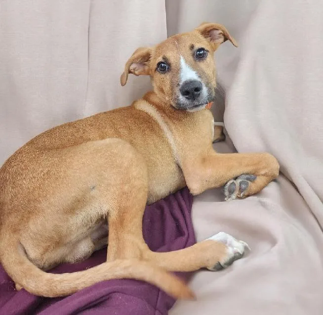 A young medium-sized male Mountain Cur dog named Baby Ludemann for adoption in El Dorado, AR