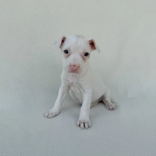 Switty Moo thumbnail 2