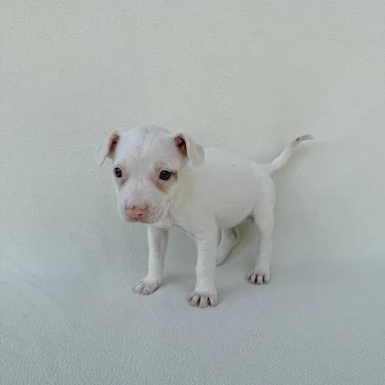 Switty Moo thumbnail 3