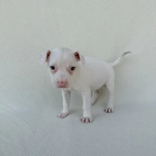 Switty Moo thumbnail 4