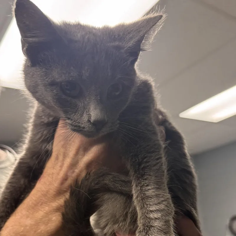 A young small-sized male Gray / Blue / Silver Domestic Short Hair cat named Curry for adoption in Marion, VA